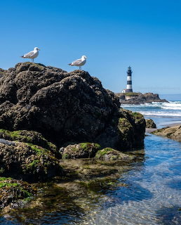 Three seagulls standing on rocky coastal rocks with a lighthouse in the background and calm tidal pools