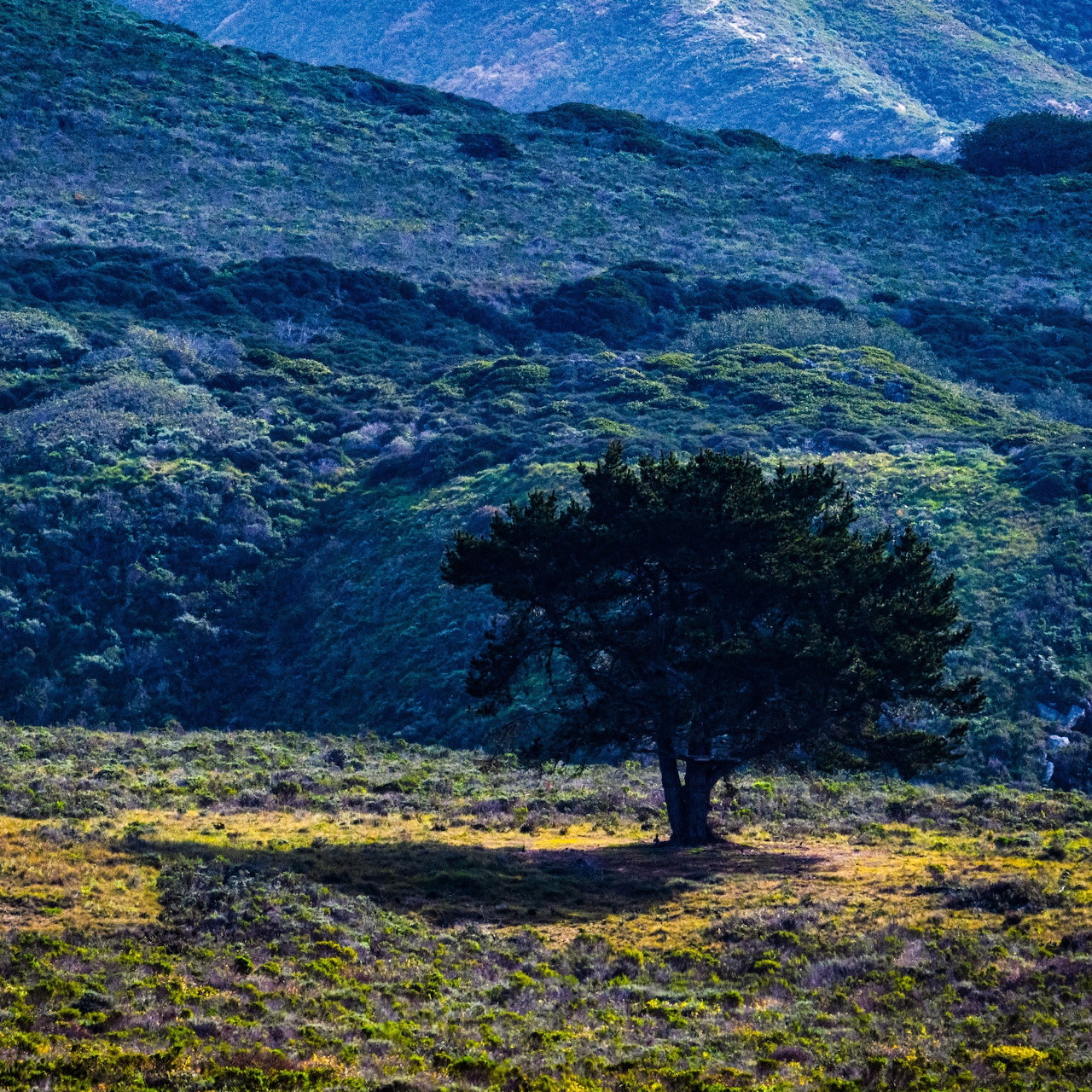 Single tree in golden field with blue mountains behind