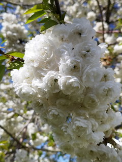 Close-up of a large cluster of white double cherry blossoms with green leaves in sunlight