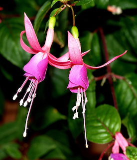 Two pink fuchsia flowers with white stamens hanging gracefully against green leaves