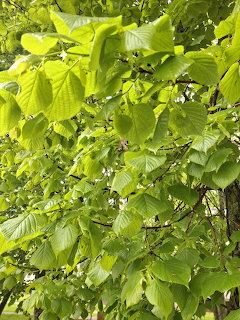 Close-up of bright green leaves on tree branches outdoors