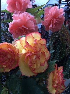 Begonias in Bloom