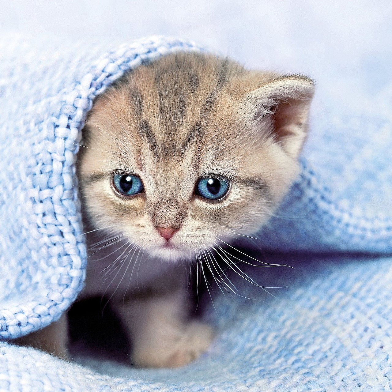Small striped kitten with blue eyes wrapped in a blue knitted blanket