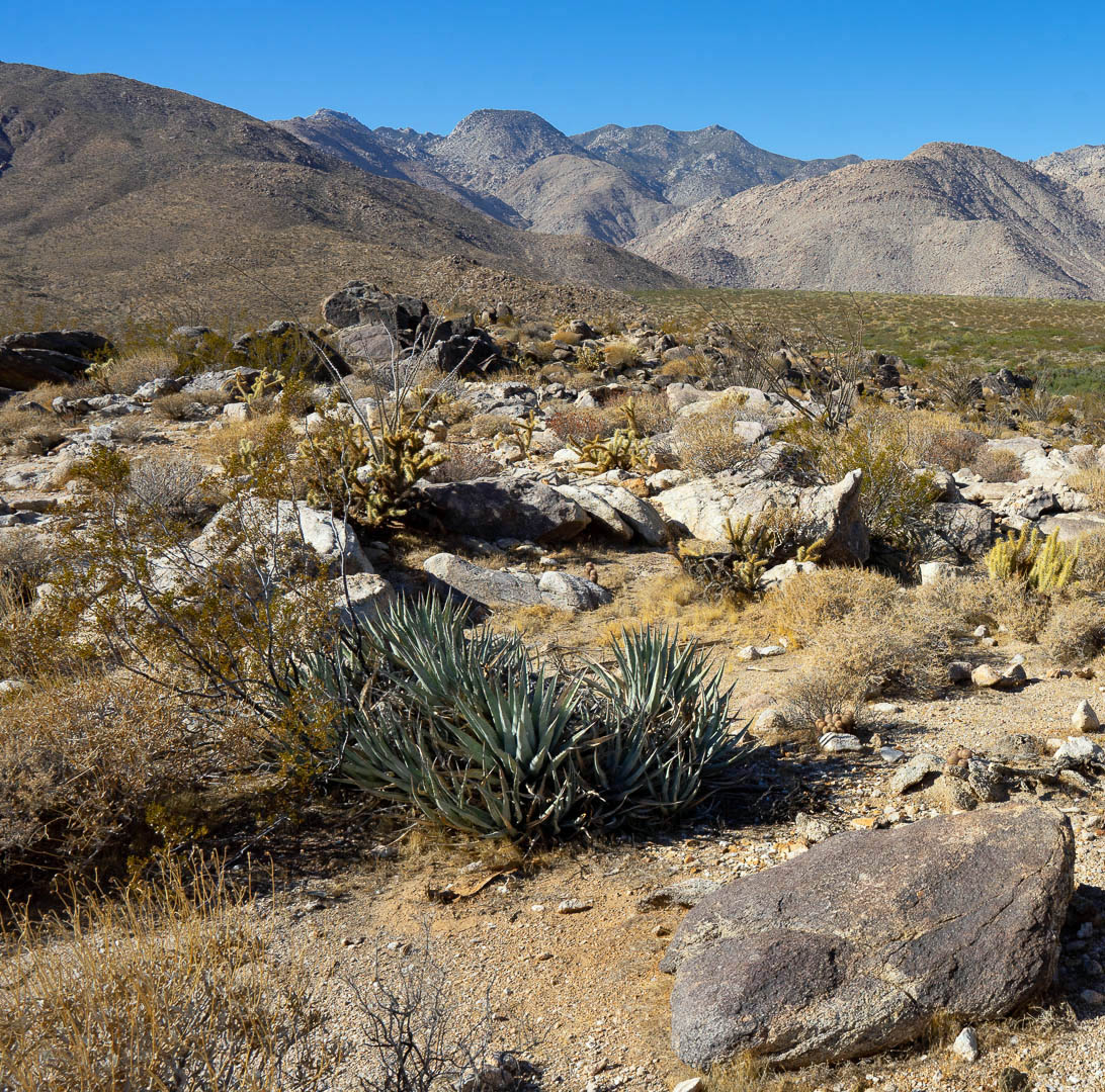 Rocky desert landscape with scattered vegetation and mountains in the background under blue sky