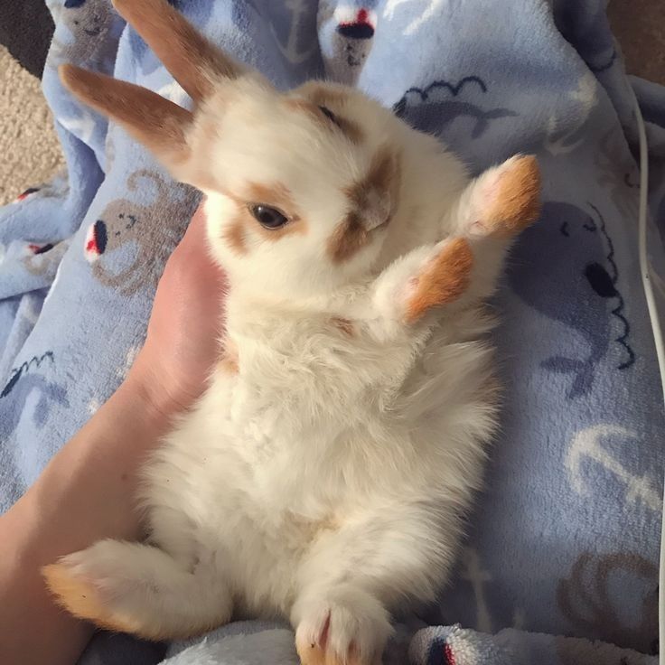 Bunny