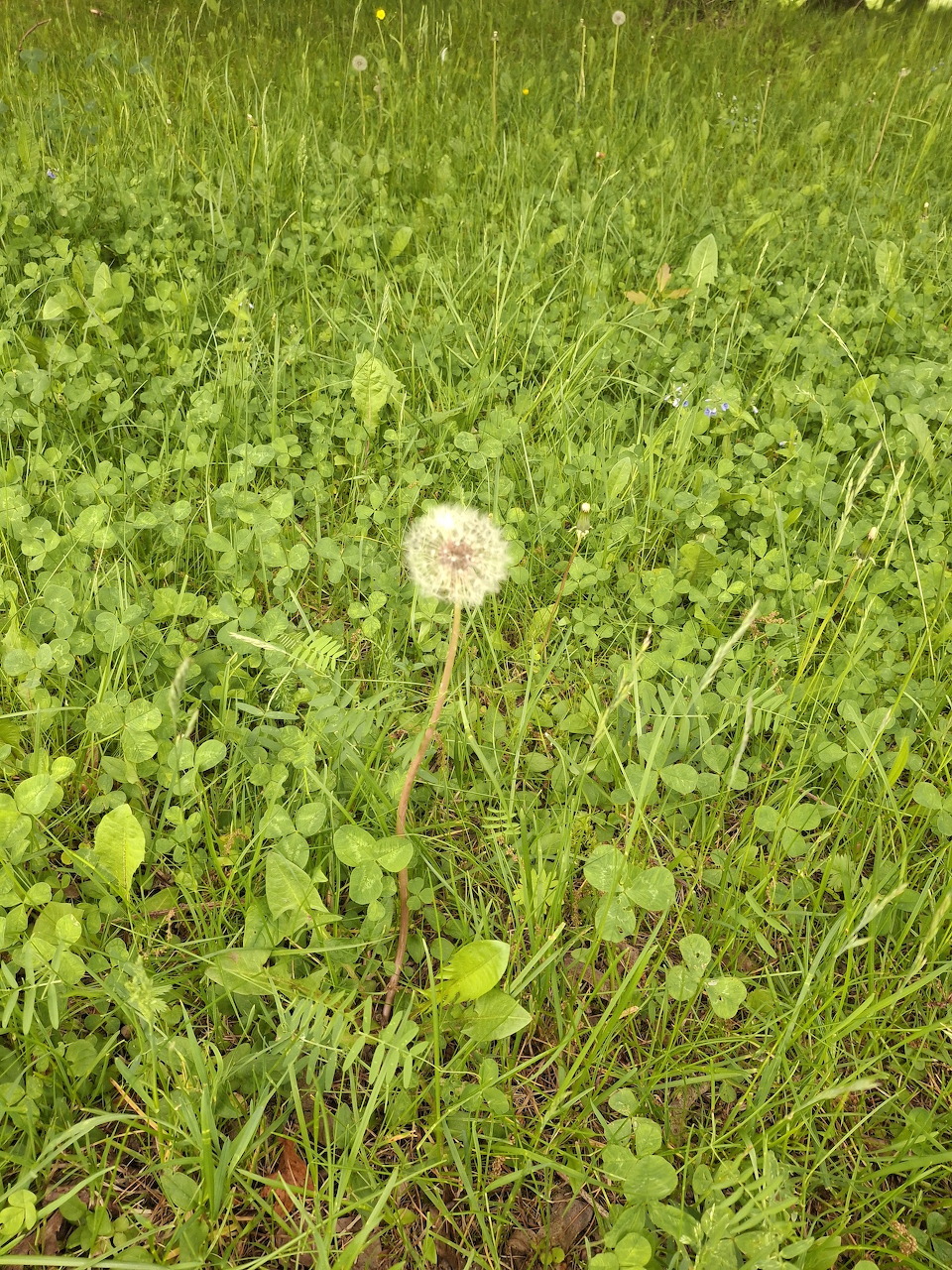 White dandelion seed head standing alone in a field of green grass and clover
