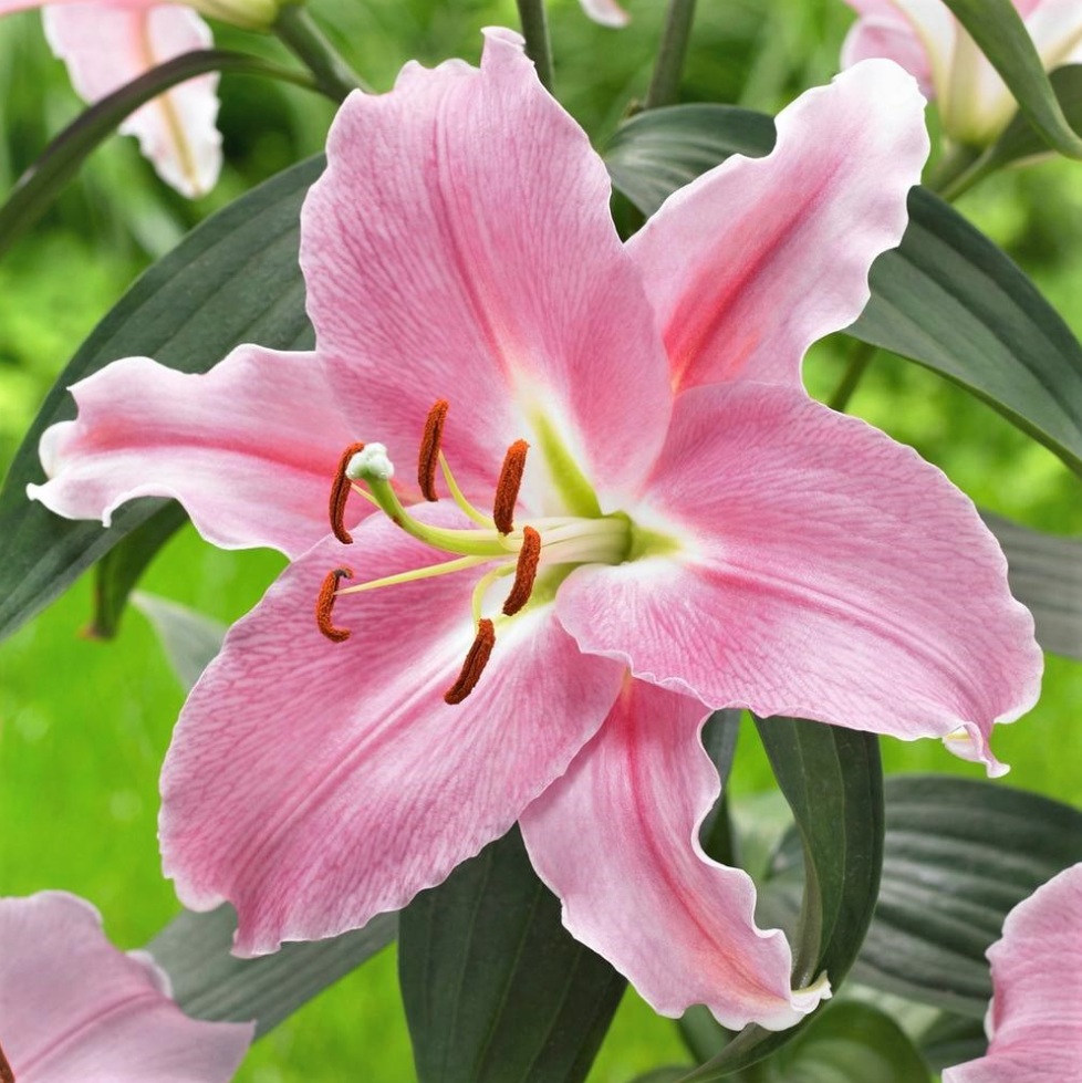 Close-up of a pink oriental lily flower with stamens and green leaves
