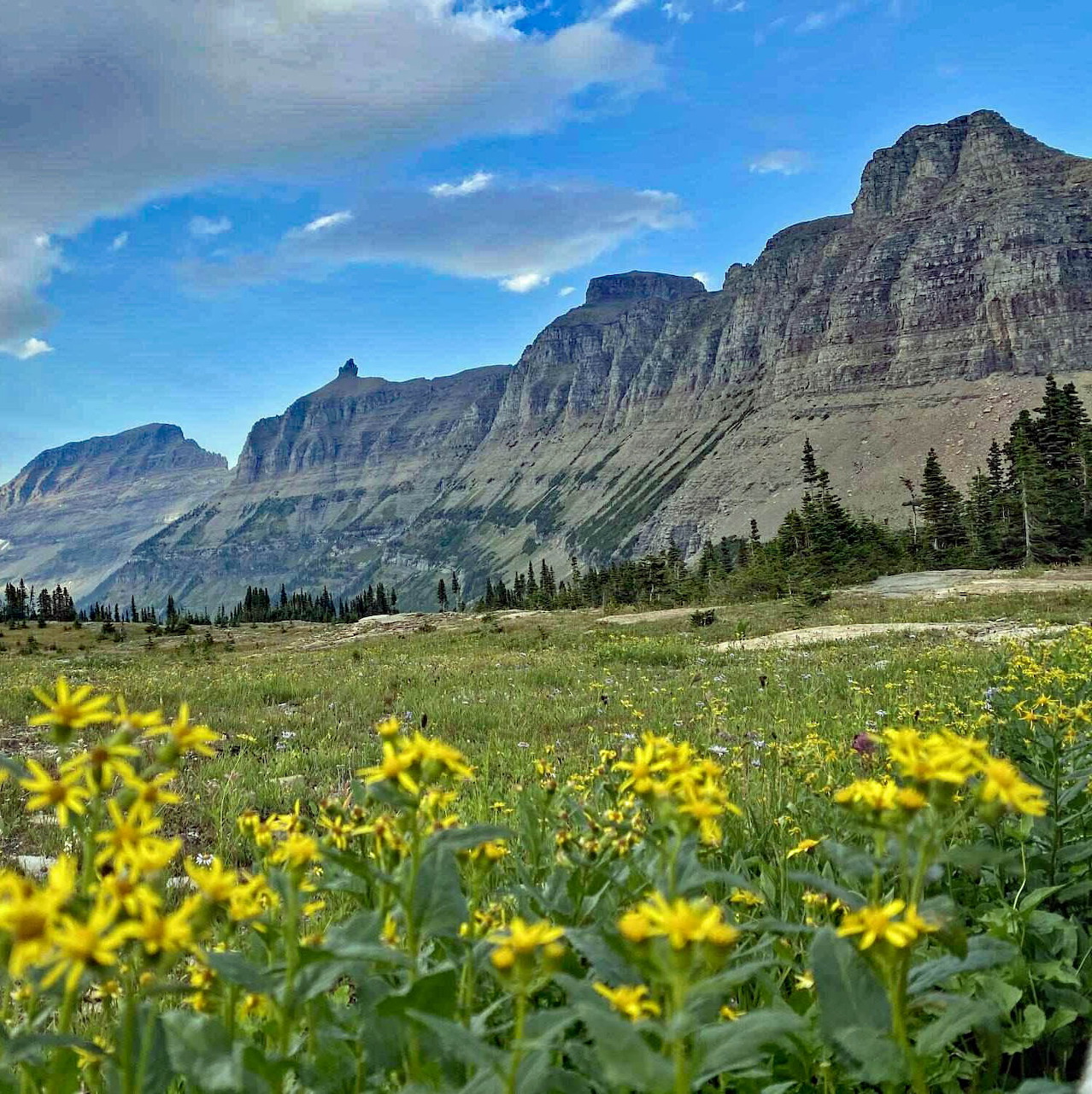 Yellow wildflowers in a meadow with rugged mountains and blue sky in the background.
