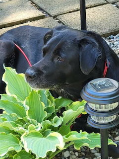 Black Labrador in Garden