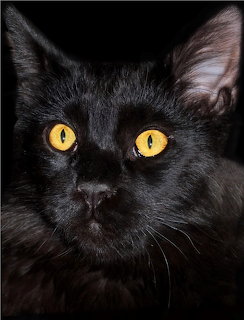 Close-up of a black cat with bright golden-yellow eyes on a dark background