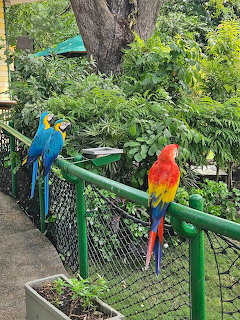 Two colorful macaw parrots sitting on a green railing surrounded by greenery