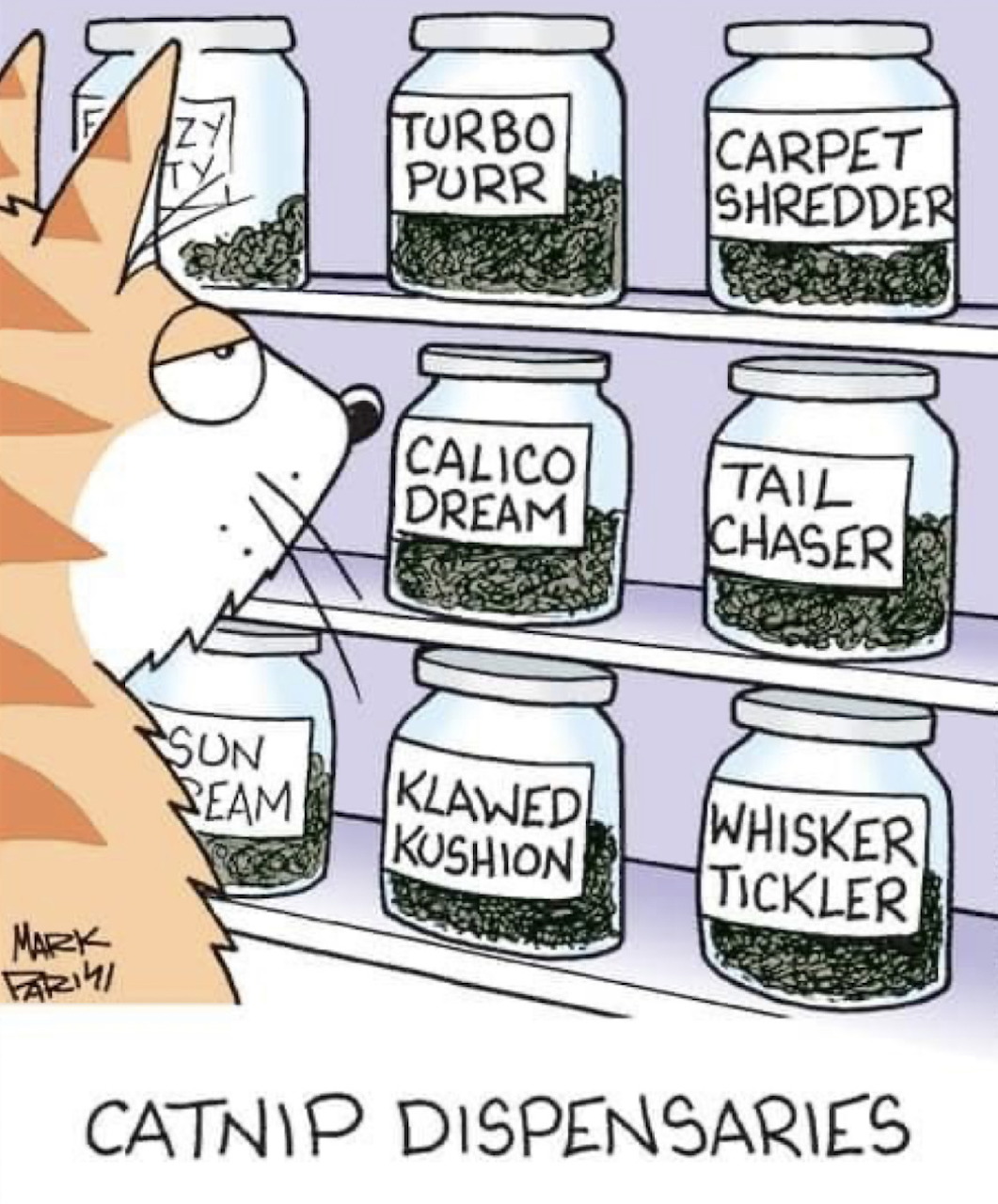 Cartoon cat browsing shelves of catnip jars with funny labels like Turbo Purr and Carpet Shredder