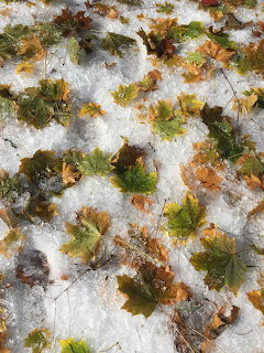 Autumn maple leaves in green, yellow, and brown scattered on a snowy ground surface