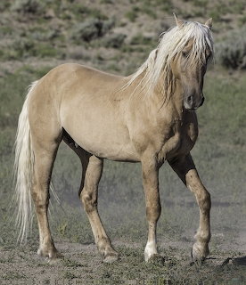 Palomino horse with long blonde mane standing in sparse grassland