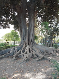 Large tree with sprawling exposed roots in a park setting with green vegetation