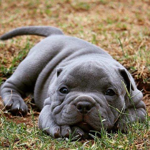 Blue-gray pitbull puppy lying on grass with head resting down