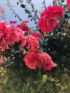 Bright pink bougainvillea flowers blooming against blue sky with green leaves
