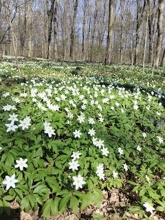 White wood anemone flowers covering a forest floor among green leaves with bare trees in background