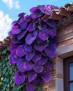 Purple heart vine with cascading heart-shaped leaves hanging on a wall near a window under blue sky
