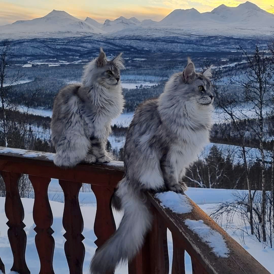 Two fluffy cats on snowy balcony railing with mountain sunset view