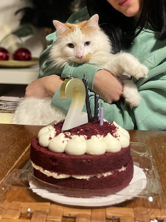 Cream-colored cat being held behind a red birthday cake with white cream and number candles