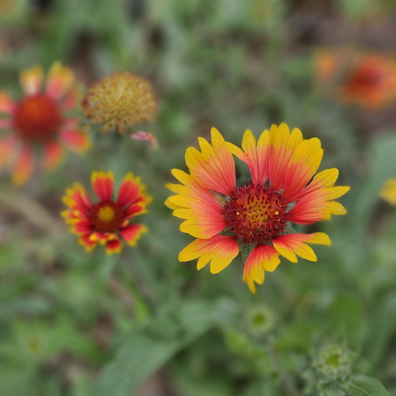 Close-up of a red and yellow flower with blurred wildflowers in a green background