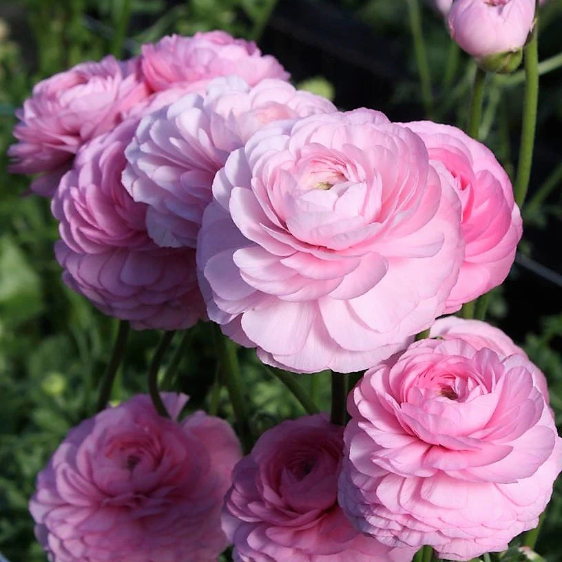 Pink Ranunculus Flowers