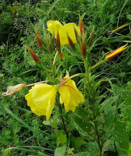 Yellow evening primrose flowers with buds and green leaves in a garden