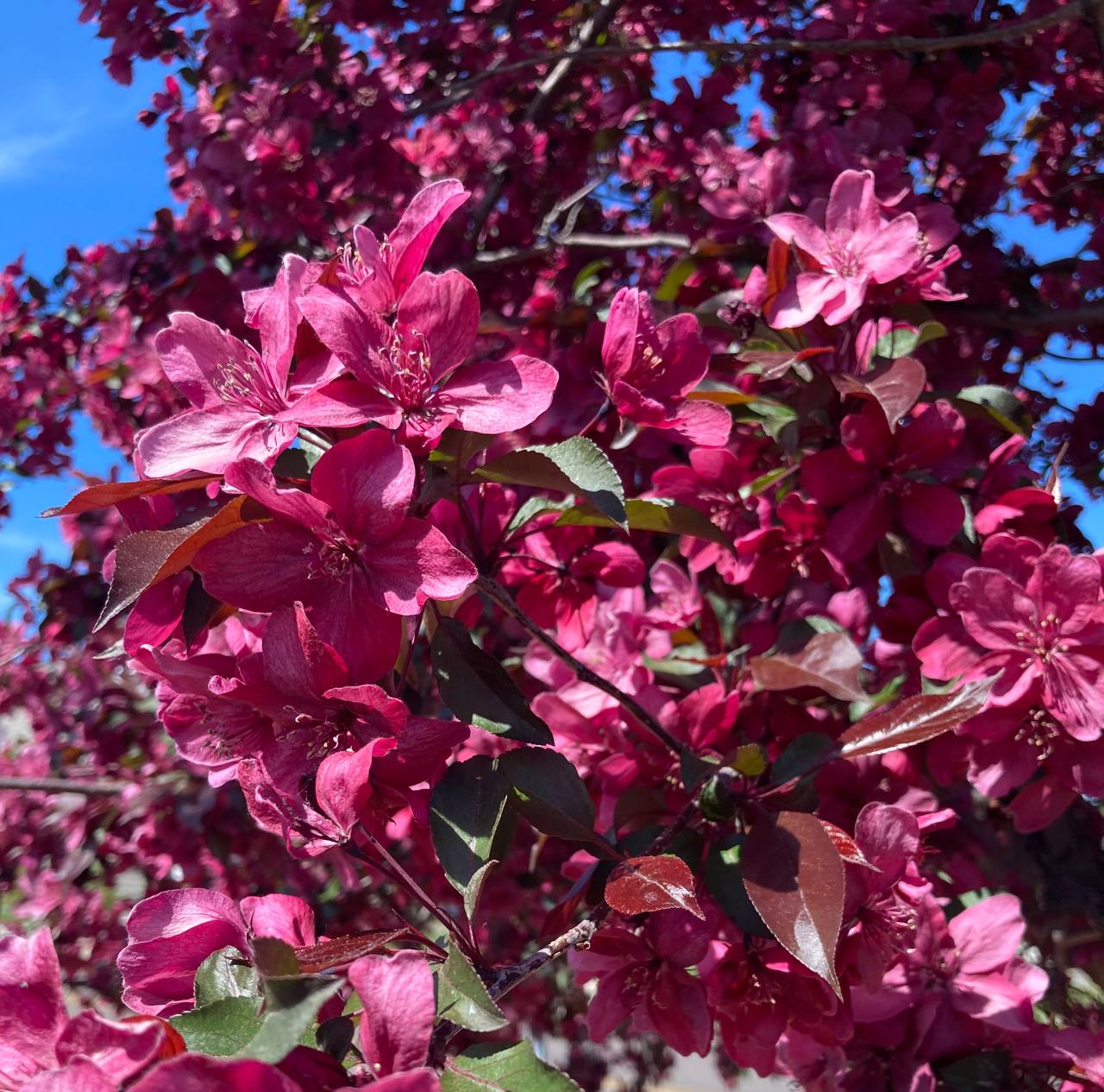 Close-up of bright pink blossoms on a leafy branch against a blue sky