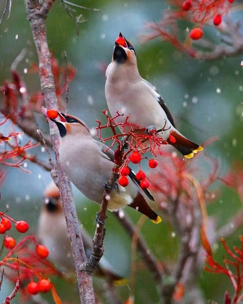 Three waxwings perched on branches with clusters of red berries