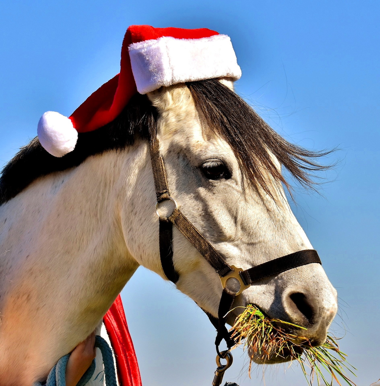 White horse in profile wearing red Santa Claus hat outdoors against blue sky