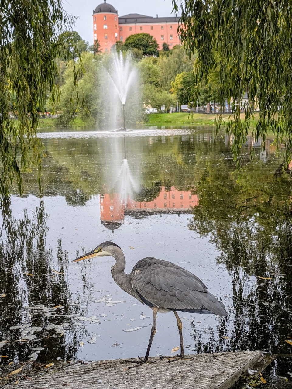 Gray heron standing by a pond with a fountain and reflections of trees and a building