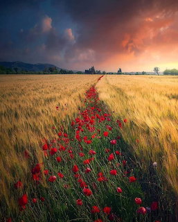 Red poppies line a path through a golden wheat field under a dramatic sunset sky