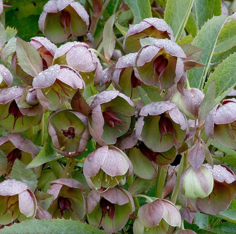 Cluster of hellebore flowers with pink-white petals and dark burgundy centers against green leaves