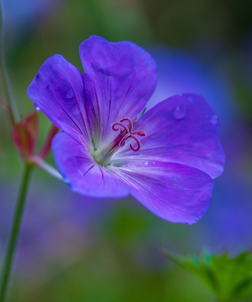 Close-up of a purple perennial geranium flower against a soft blurred background