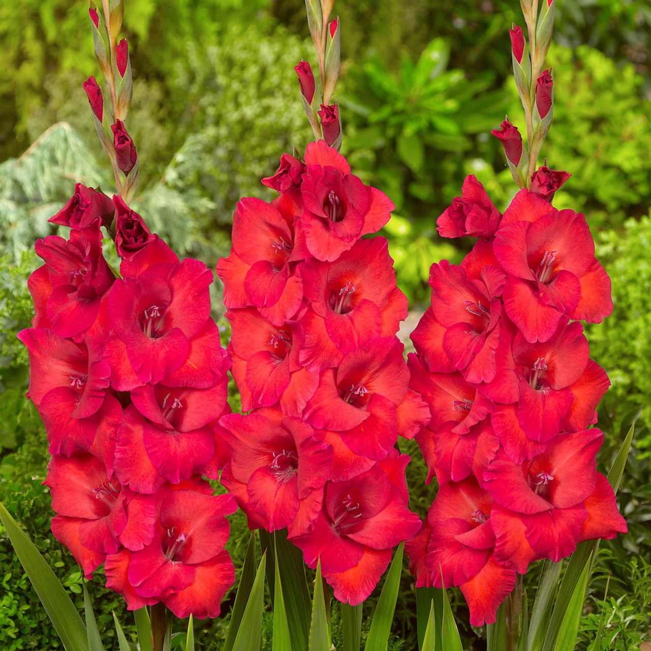 Red Gladiolus Flowers in Bloom