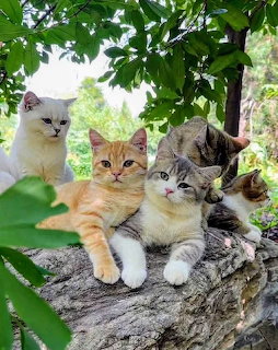 Four cats of different colors resting side by side on a log in a green garden