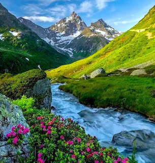 Mountain stream flowing through green alpine valley with pink flowers and snowy peaks