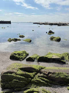 Mossy Rocks at Low Tide