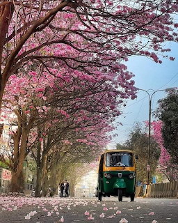 Green auto rickshaw on a street beneath pink flowering trees