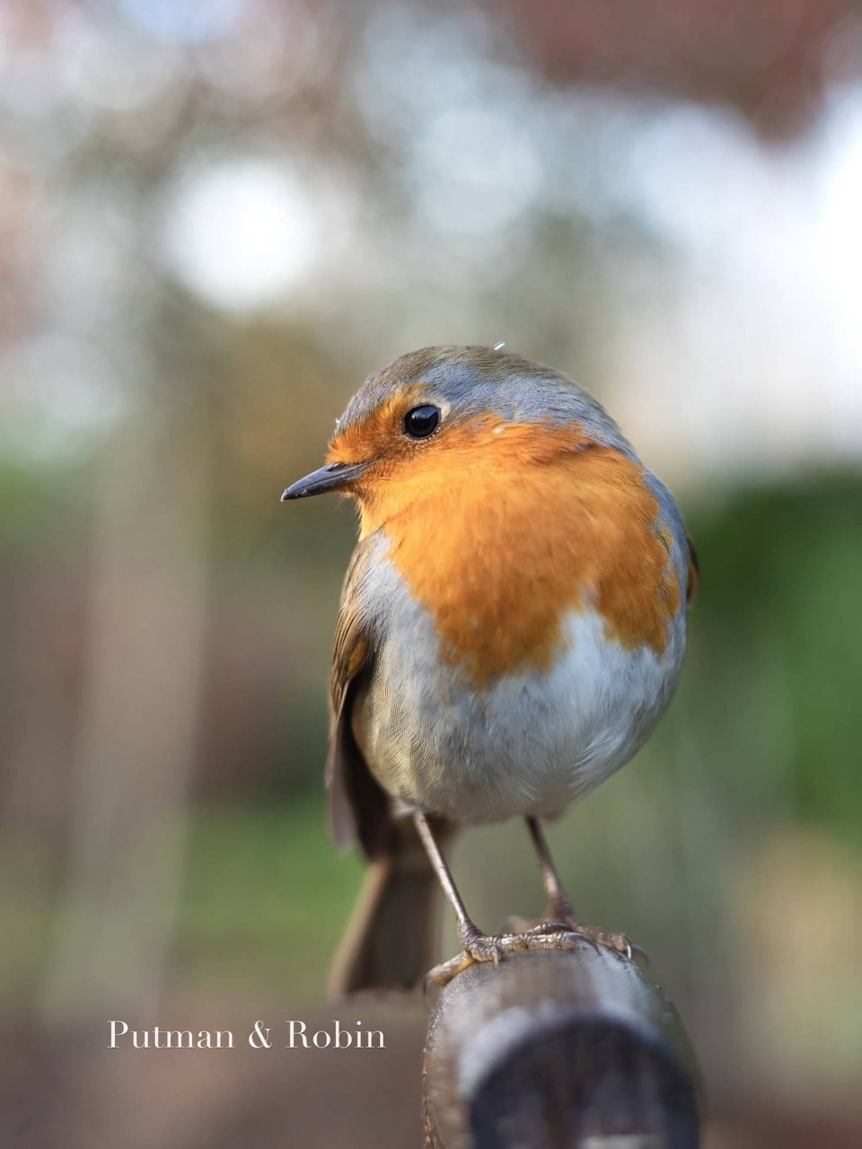 European robin with bright orange-red breast perched on a wooden fence rail in a garden