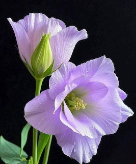 Two light purple flowers with ruffled petals and green stems on black background