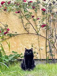 Black cat sitting on lawn beneath climbing pink roses on stucco wall with wrought iron trellis
