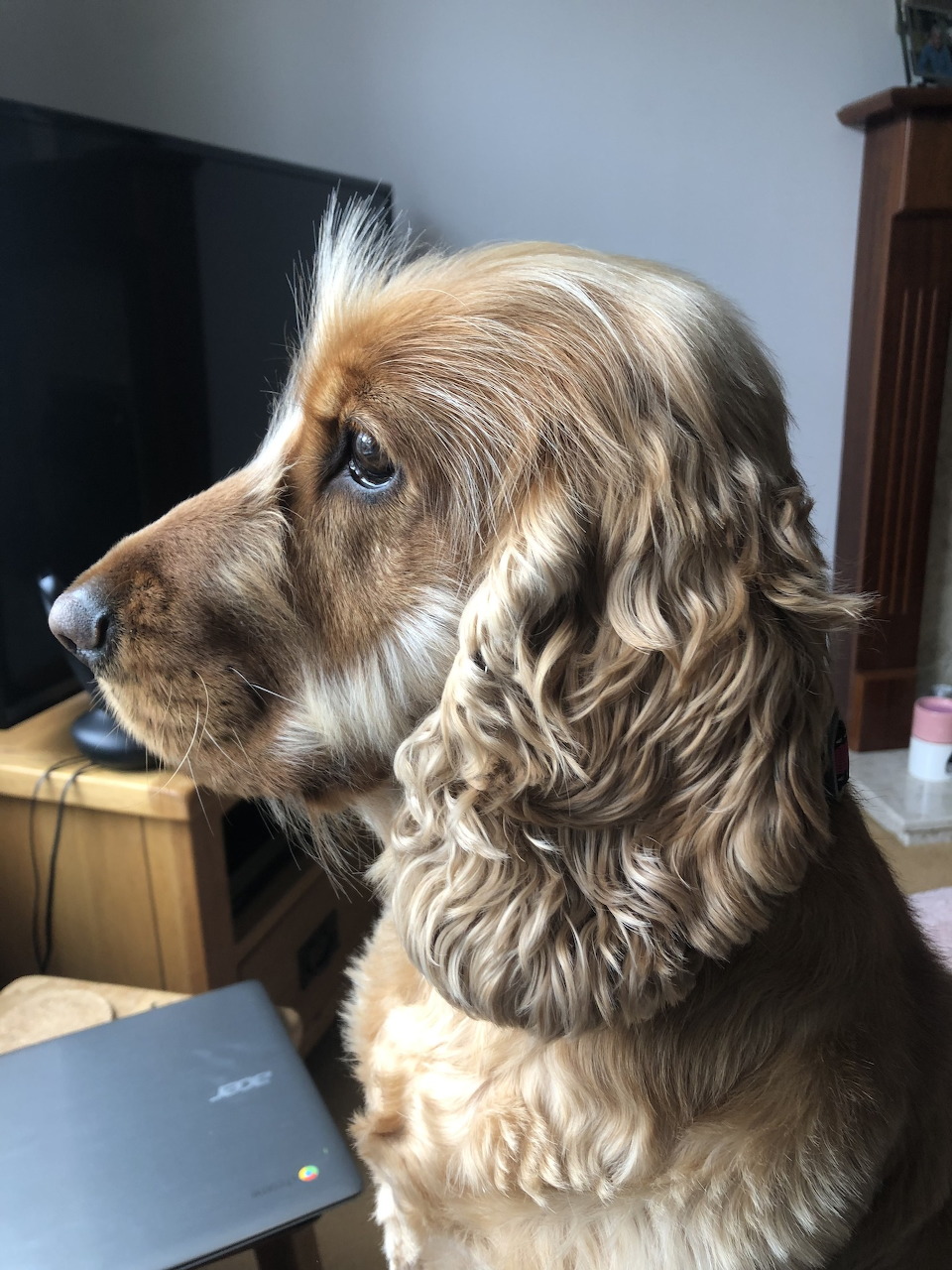 Golden cocker spaniel dog with long curly ears sitting indoors, side profile view