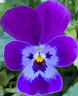 Close-up of a purple pansy flower with blue and yellow center against blurred green leaves