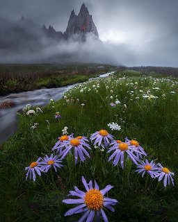 Purple aster wildflowers in an alpine meadow with a stream and fog-shrouded rocky peaks