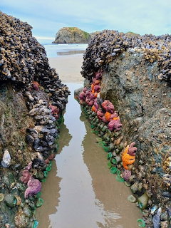 Rocky tidal channel lined with orange starfish, pink anemones, and seaweed leading to calm ocean water