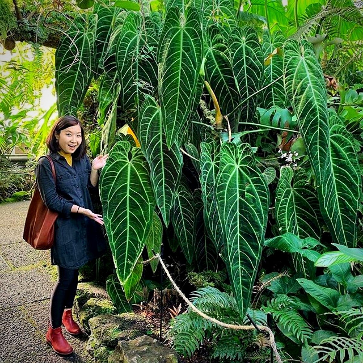 Woman posing beside huge Anthurium warocqueanum leaves in a tropical garden