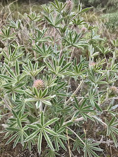 Close-up of a lupine plant with striped green leaves and a pink bud in dry grass
