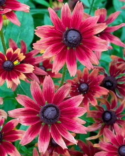 Rudbeckia Cherry Brandy Flowers